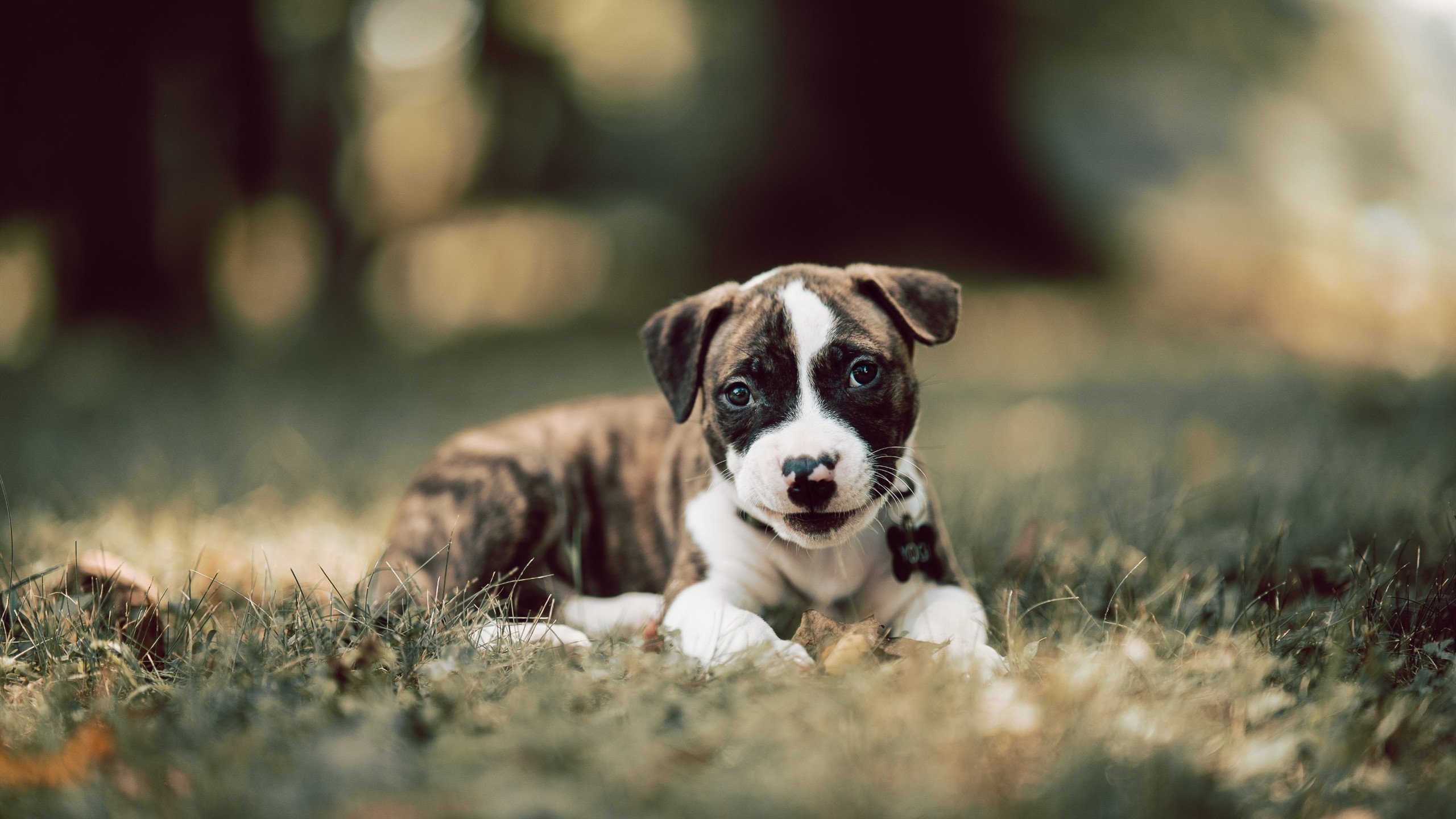 fb体育登录入口-车坛“黄金十年”：那些辉煌的赛季，车坛十大经典车型