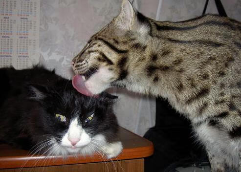 fb体育电竞-青少年台球培训班火热招生，少儿台球培训费用