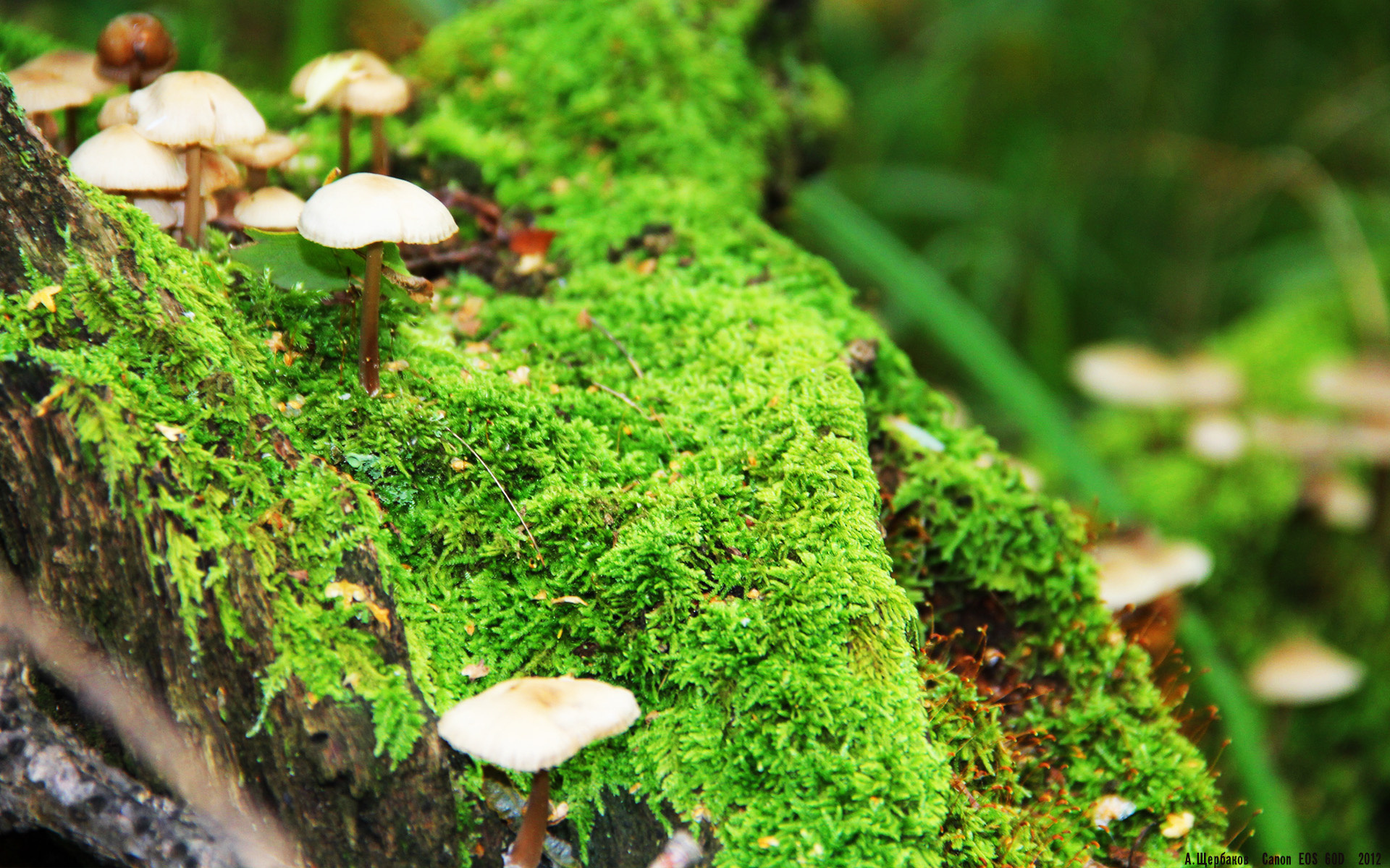 FB真人电子游戏-亚洲篮球冠军杯季后赛，强队实力碾压对手，亚洲篮球俱乐部冠军杯2019