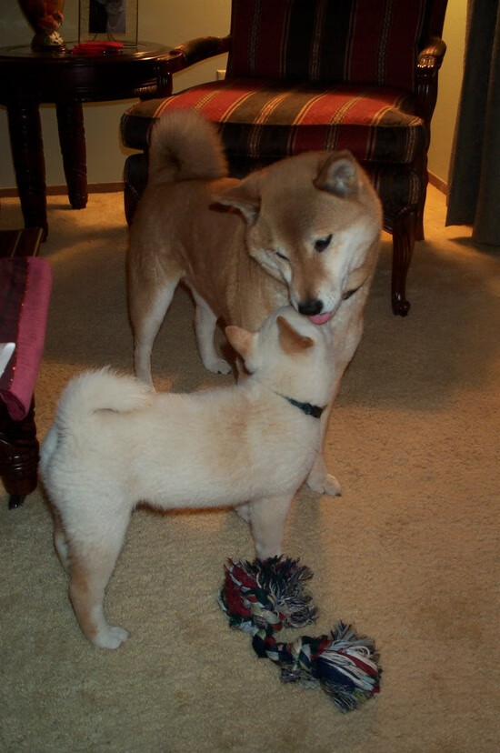 FB体育下载-北京国安将面对武汉卓尔，强者之间将谁笑傲比赛场上？，北京国安对武汉卓尔比分预测