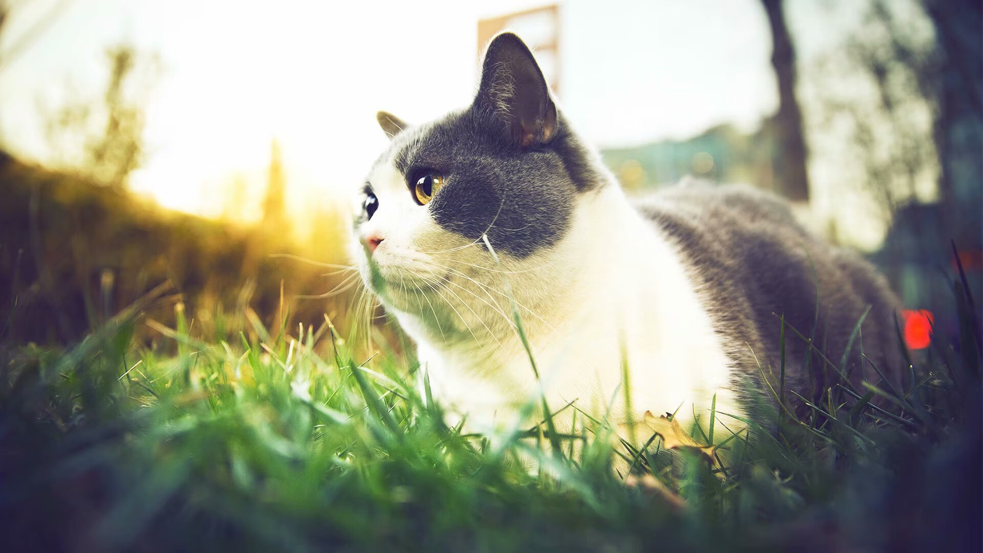 fb体育登录入口-北京国安新帅接手，保级形势仍然严峻，北京国安现任主帅