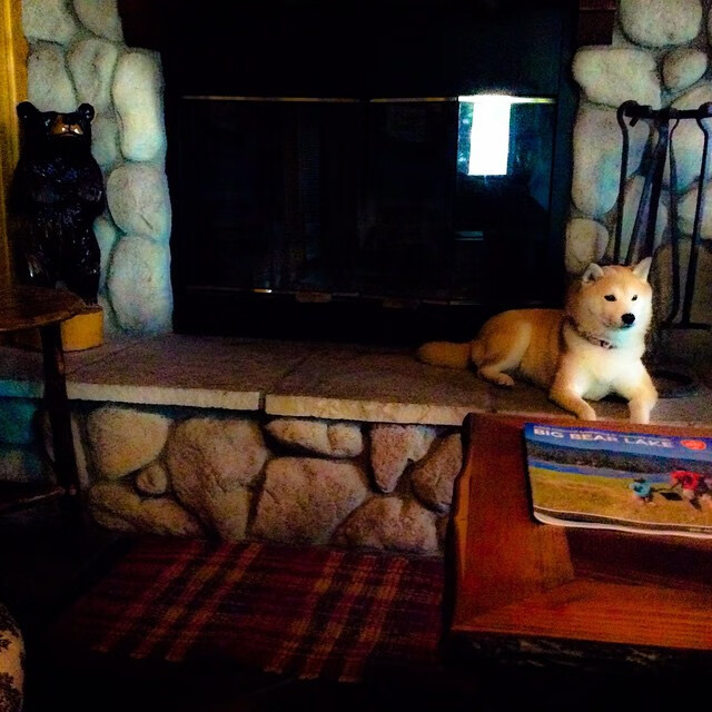 FB真人电子游戏-广州龙狮防守端发挥稳定，广州龙狮怎么出场三外援