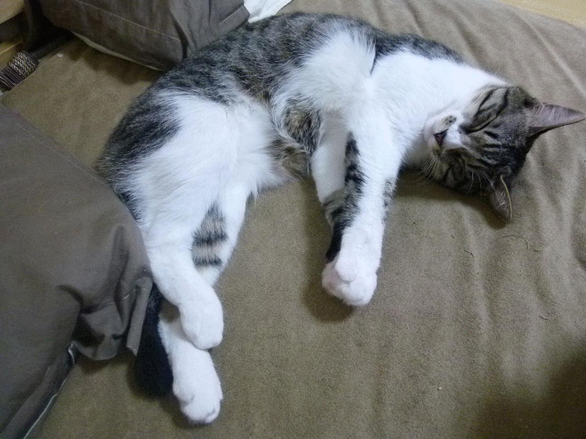 fb体育登录入口-焦点乒乓球混双配对风云变幻，焦点乒乓球拍价格