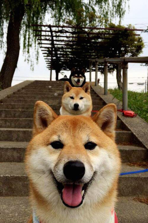 fb体育电脑版-韩选手星际争霸粉丝活动盛大举行，星际争霸韩国联赛视频