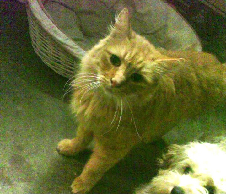 fb体育官网-CBA联赛加强裁判培训 确保比赛公平公正，cba裁判考试流程