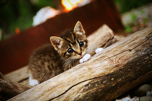 fb体育下载-五大联赛主帅在高压时刻换人策略揭秘，五大联赛球员转会新闻