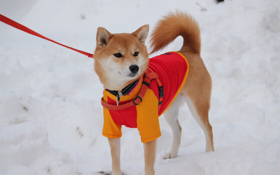 FB体育下载-体育新闻中心联合地方平台开设体育公益传播专区，体育新闻官网