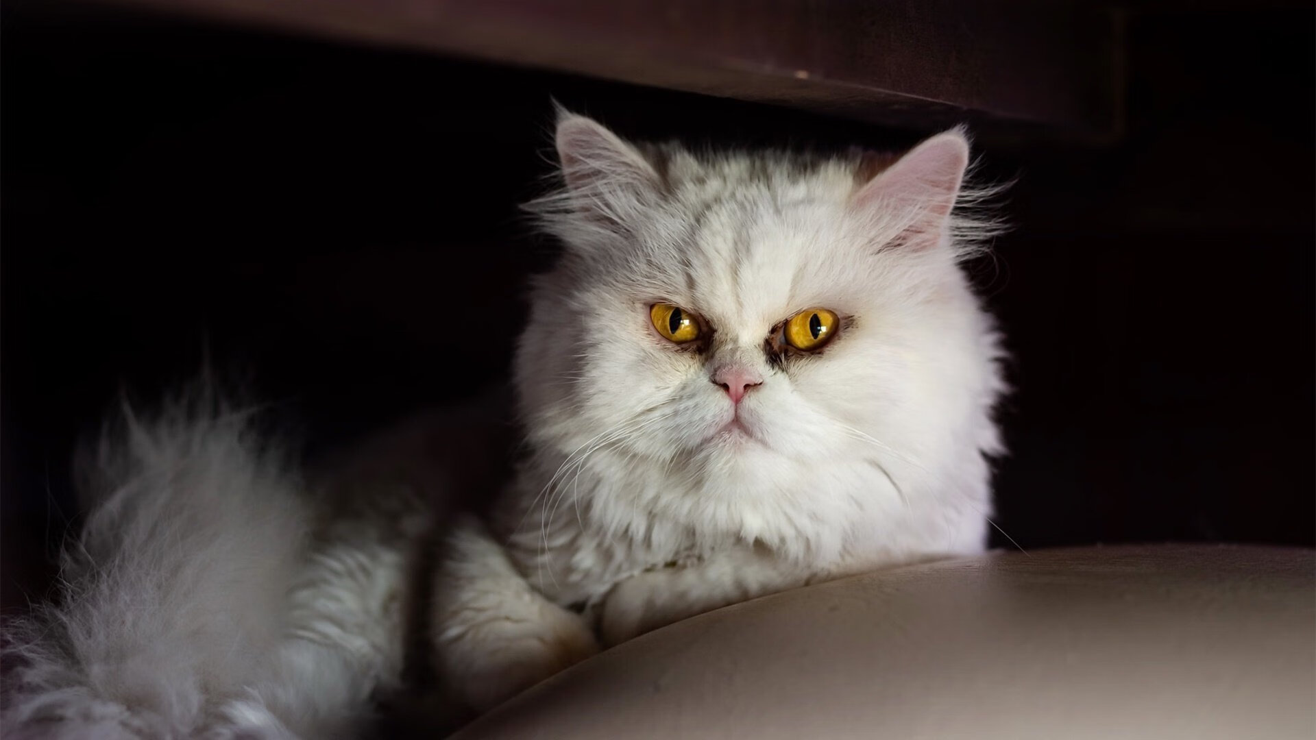 fb体育官网入口-本菲卡替补上场即建功，体现板凳深度，本菲卡著名球员