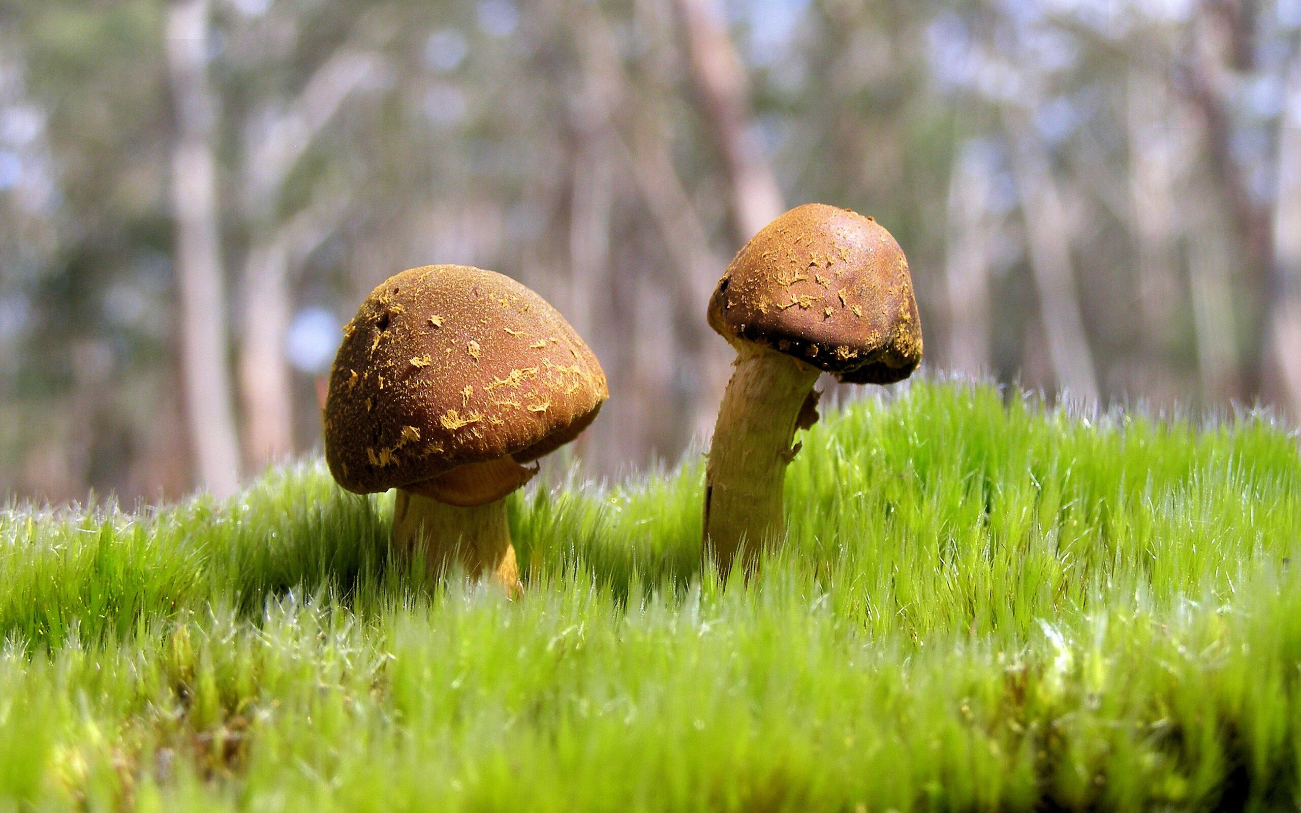 全黑队的每次进攻和防守都极具威胁,是橄榄球锦标赛中的顶尖球队