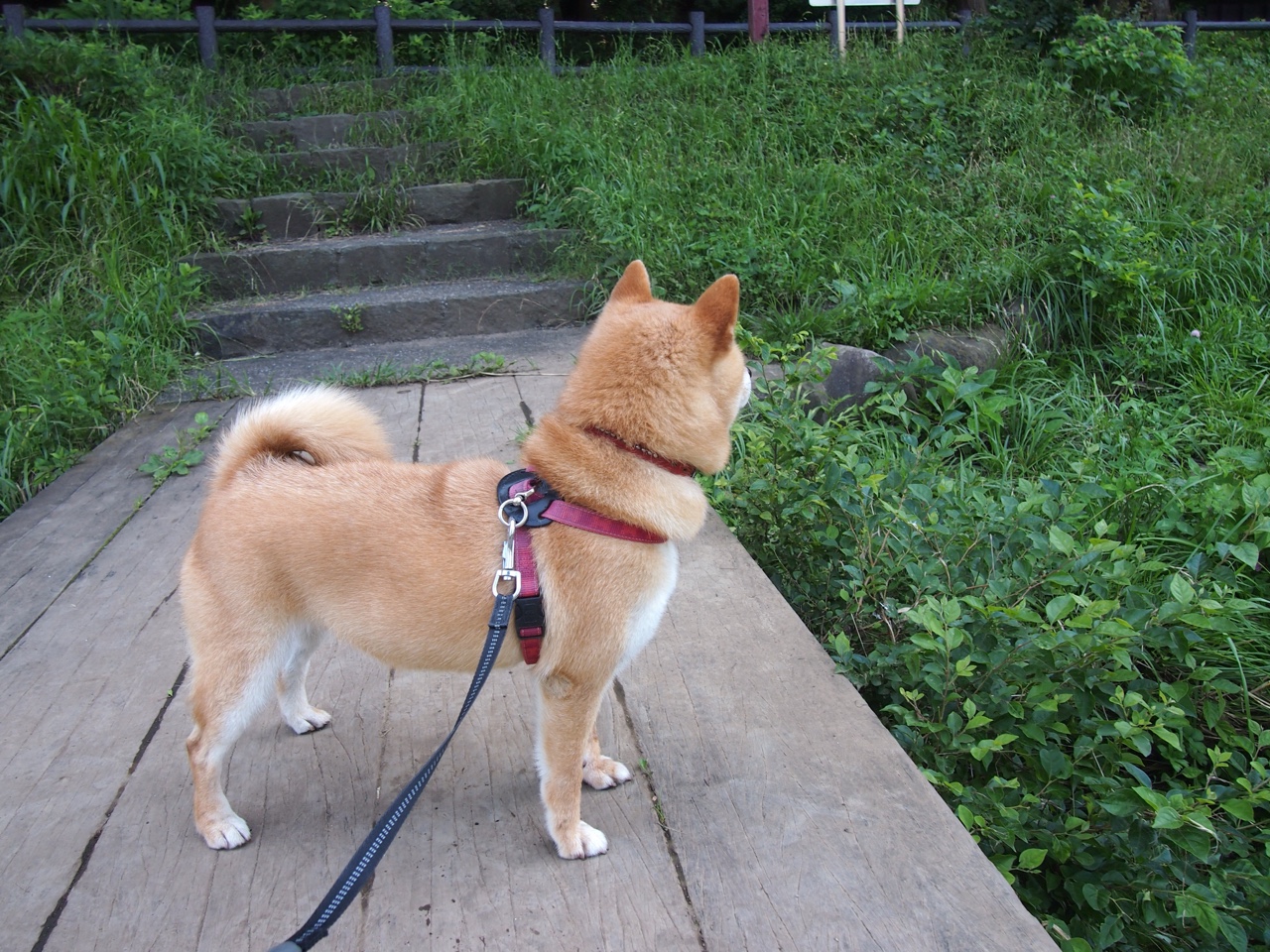 fb体育网站-意甲精彩片段：每一次精彩都值得回味，意甲集锦视频